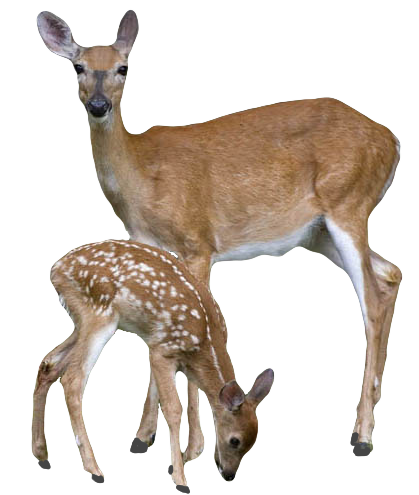 deer-22302
